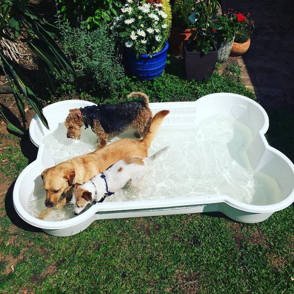 BONE Shaped Dog Pool. Brand: 'One Dog One Bone' image 2